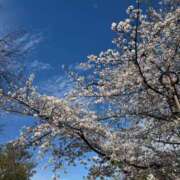 ヒメ日記 2025/04/12 14:24 投稿 優衣/うい ANEJE～アネージュ池袋～(ユメオト)