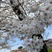 ヒメ日記 2025/04/08 17:15 投稿 ゆい 群馬高崎前橋ちゃんこ