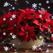 ヒメ日記 2024/12/19 16:05 投稿 あわび ドMな奥さん 日本橋店