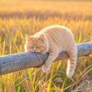 ヒメ日記 2024/12/10 21:10 投稿 ねね カワサキ EROTIC