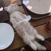 ヒメ日記 2025/03/11 17:31 投稿 ねね カワサキ EROTIC