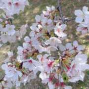 ふたば 出♡ 熟女の風俗最終章 相模原店