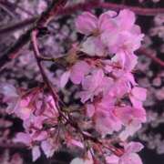 ヒメ日記 2025/03/30 14:22 投稿 皆川 BBW横浜店