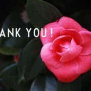 ヒメ日記 2026/01/14 20:40 投稿 川崎ふたば 華女(かのじょ) 松山店