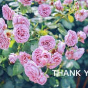 ヒメ日記 2026/04/16 21:29 投稿 川崎ふたば 華女(かのじょ) 松山店