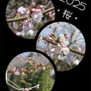 ヒメ日記 2025/04/01 09:06 投稿 悠(ゆう) 五十路エステハイブリッド(カサブランカグループ)