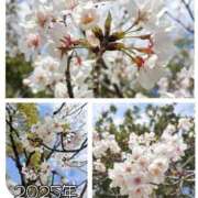 ヒメ日記 2025/04/07 09:12 投稿 悠(ゆう) 五十路エステハイブリッド(カサブランカグループ)