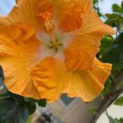 れの happy💝 京都ホテヘル倶楽部