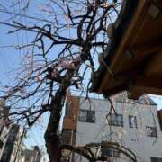 ヒメ日記 2025/03/04 11:30 投稿 みか 東京人妻セレブリティ（ユメオト）