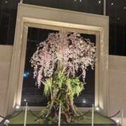 ヒメ日記 2025/03/08 09:00 投稿 みか 東京人妻セレブリティ（ユメオト）