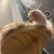 ヒメ日記 2025/04/02 15:00 投稿 みか 東京人妻セレブリティ（ユメオト）