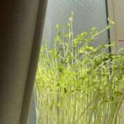 ヒメ日記 2025/11/14 07:00 投稿 みか 東京人妻セレブリティ（ユメオト）