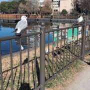 ヒメ日記 2025/02/14 15:15 投稿 りの ニューヨークニューヨーク