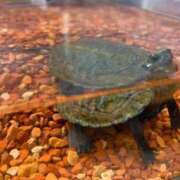 ヒメ日記 2025/03/16 07:31 投稿 サクラ ラブコレクション