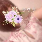 ヒメ日記 2025/03/24 13:46 投稿 サクラ ラブコレクション