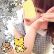 ヒメ日記 2025/03/30 07:31 投稿 サクラ ラブコレクション