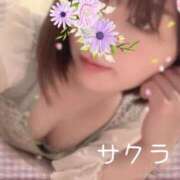 ヒメ日記 2025/03/31 08:31 投稿 サクラ ラブコレクション