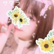 ヒメ日記 2025/04/02 09:46 投稿 サクラ ラブコレクション