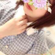 ヒメ日記 2025/04/04 04:46 投稿 サクラ ラブコレクション