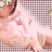 ヒメ日記 2025/04/12 20:16 投稿 サクラ ラブコレクション