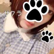 ヒメ日記 2025/04/16 05:01 投稿 サクラ ラブコレクション