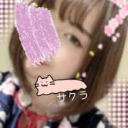 ヒメ日記 2025/04/16 08:16 投稿 サクラ ラブコレクション