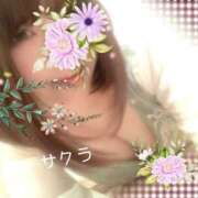 ヒメ日記 2025/04/30 10:01 投稿 サクラ ラブコレクション