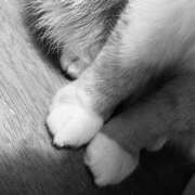 ヒメ日記 2025/12/21 01:31 投稿 サクラ ラブコレクション