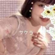 ヒメ日記 2026/04/14 11:01 投稿 サクラ ラブコレクション