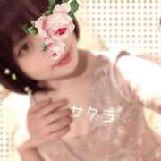 ヒメ日記 2026/04/14 19:31 投稿 サクラ ラブコレクション