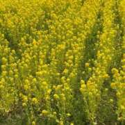 ヒメ日記 2025/04/03 15:23 投稿 かすが コンプレックス(京都)