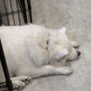 なな いるよ！ マシュマロフロート