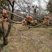 ヒメ日記 2025/03/31 14:41 投稿 (コスパ)梅野ようこ/地元出身 風俗イキタイいわき店