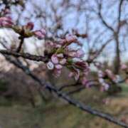 ヒメ日記 2025/04/04 18:51 投稿 (コスパ)梅野ようこ/地元出身 風俗イキタイいわき店