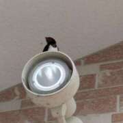 ヒメ日記 2025/05/08 19:51 投稿 (コスパ)梅野ようこ/地元出身 風俗イキタイいわき店