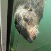 ヒメ日記 2025/06/10 18:21 投稿 (コスパ)梅野ようこ/地元出身 風俗イキタイいわき店