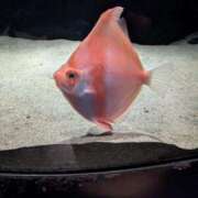 ヒメ日記 2025/09/27 08:31 投稿 (コスパ)梅野ようこ/地元出身 風俗イキタイいわき店