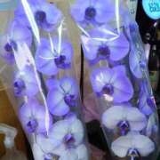 ヒメ日記 2025/04/26 22:16 投稿 鮎川ゆり 五十路マダム　和歌山店