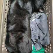 ヒメ日記 2025/09/26 20:20 投稿 古田 誘惑マル秘ミセス