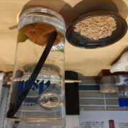 ヒメ日記 2026/01/03 05:47 投稿 古田 誘惑マル秘ミセス