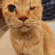 ヒメ日記 2026/02/08 06:40 投稿 古田 誘惑マル秘ミセス