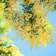 ヒメ日記 2025/03/28 11:06 投稿 増永きほ 禁断のメンズエステR-18堺・南大阪店