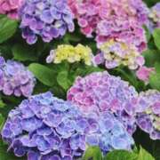 ヒメ日記 2025/06/23 21:14 投稿 増永きほ 禁断のメンズエステR-18堺・南大阪店