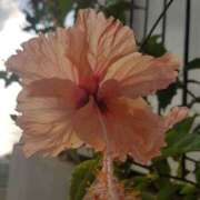 ヒメ日記 2025/07/14 21:14 投稿 増永きほ 禁断のメンズエステR-18堺・南大阪店