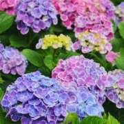 ヒメ日記 2026/06/01 16:34 投稿 増永きほ 禁断のメンズエステR-18堺・南大阪店