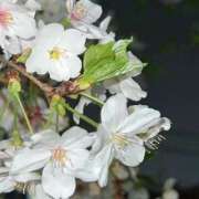 ヒメ日記 2025/04/01 20:42 投稿 ゆか AFTER V（アフターファイブ）