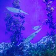 ヒメ日記 2024/12/22 22:16 投稿 ゆり AFTER V（アフターファイブ）