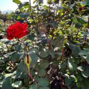 ヒメ日記 2025/05/18 07:31 投稿 ゆり AFTER V（アフターファイブ）