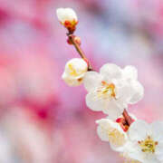 ヒメ日記 2025/03/20 20:07 投稿 あい 所沢デリヘル桜