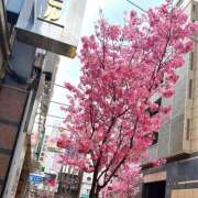 ヒメ日記 2025/03/27 11:30 投稿 れいか セクシーパラダイス3